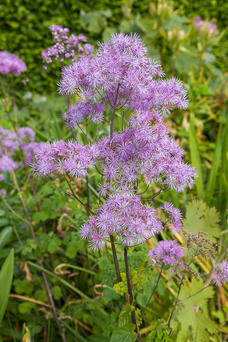 Flowers (18)